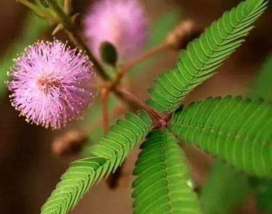含羞草為什么會(huì)閉合，講述最科學(xué)的合理解釋(葉枕水分感應(yīng))