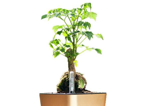 幸福樹(shù)的養(yǎng)護(hù)，栽種土壤和水份的施加都要注意