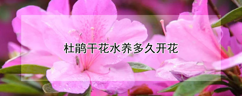 杜鵑干花水養(yǎng)多久開花