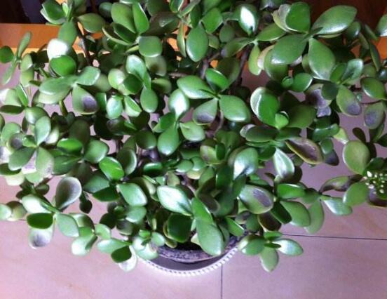 玉樹冬天怎么養(yǎng)，教你六個(gè)方法安然過(guò)冬