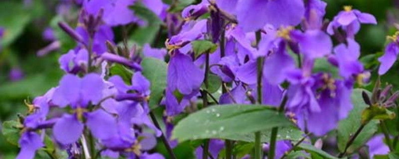 紫羅蘭沒(méi)根可以水養(yǎng)嗎