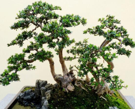 羅漢松修剪方法圖解，只需要三點(diǎn)步驟造型美觀茂盛