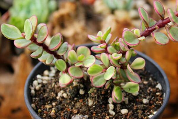 雅樂之舞怎么施肥，雅樂之舞的施肥方法