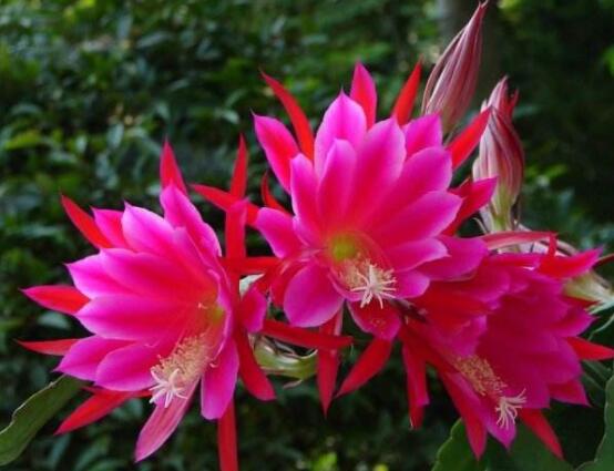 哪種仙人球開花最漂亮，令箭荷花欣賞價(jià)值最高