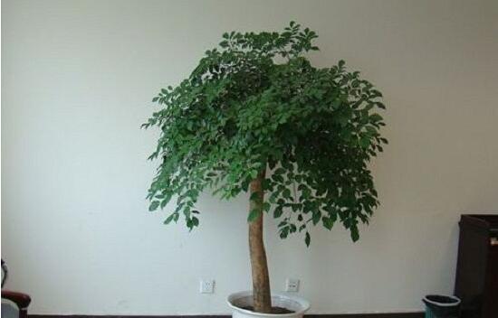 幸福樹葉子干枯怎么回事，四種原因以及解決辦法