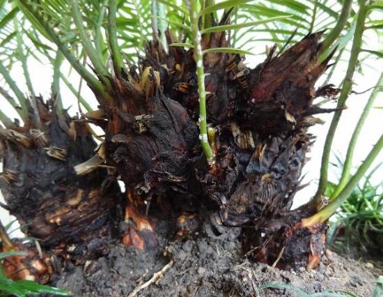 鐵樹怎么繁殖，鐵樹四大繁殖方法