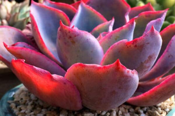 晚霞怎么爆側(cè)芽