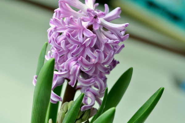 風信子凋謝后怎么處理，修剪葉片并保留根莖