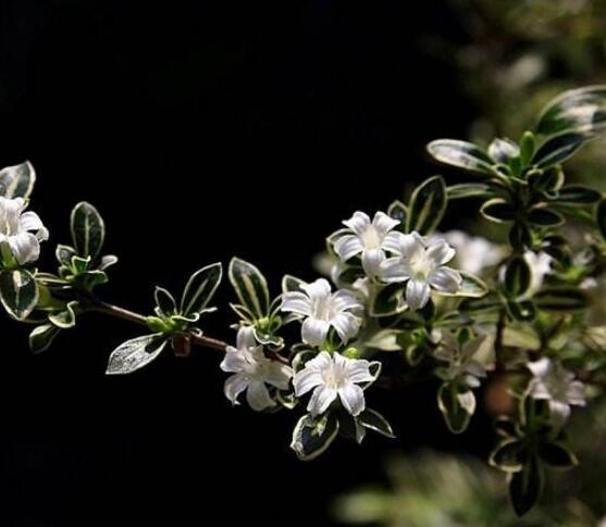 六月雪如何養(yǎng)，老農(nóng)總結(jié)最實用六大基本養(yǎng)殖方法