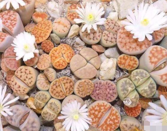 生石花移植方法，做好六點(diǎn)基本步驟成功率百分百