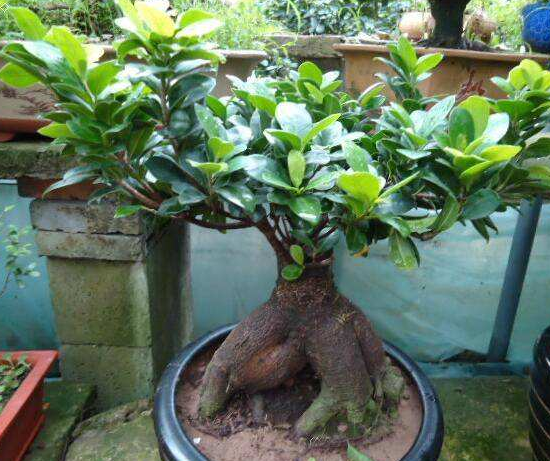 關(guān)于榕樹(shù)的資料，老農(nóng)總結(jié)七個(gè)最全面的概述