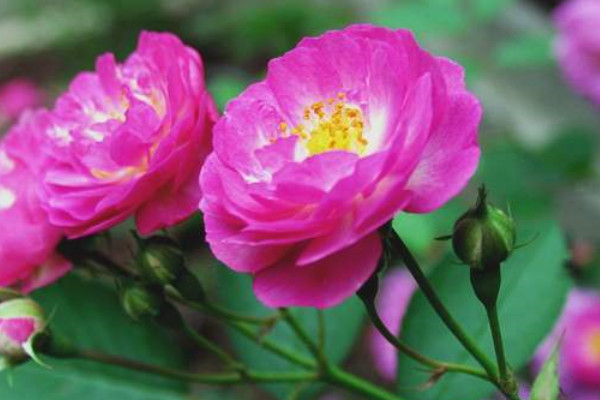 薔薇花什么時(shí)候開(kāi)花