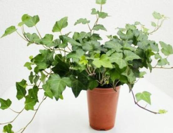 常春藤晚上能放臥室嗎，能/凈化空氣、舒緩身心、擋煞驅(qū)煞