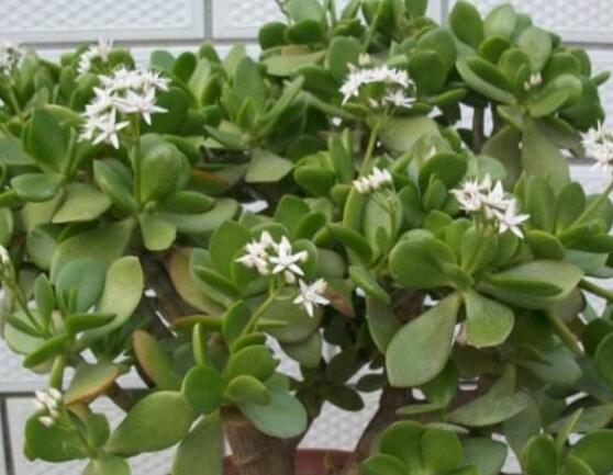 關(guān)于玉樹開花的迷信說法，（玉樹開花人離世）是假的