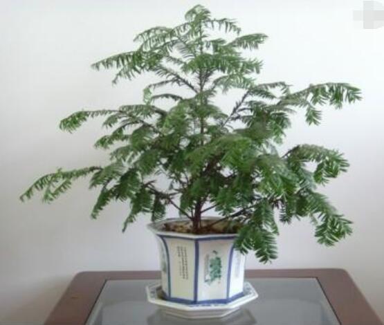 如何養(yǎng)紅豆杉，土壤要豐富營養(yǎng)/肥水相結合