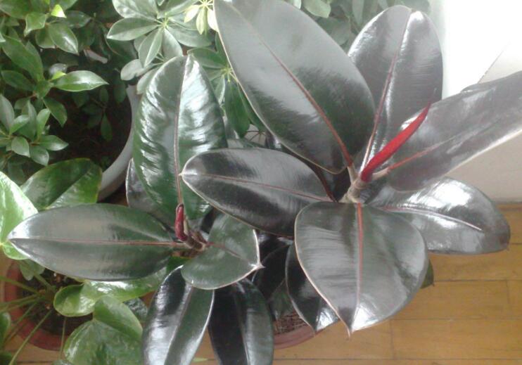 黑金剛和橡皮樹的區(qū)別，其實就就是橡皮樹的一種