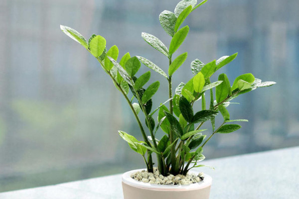 金錢樹葉子發(fā)黃怎么處理怎么補(bǔ)救