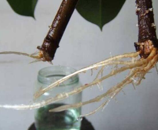 橡皮樹泡水幾天生根，最快半個(gè)月時(shí)間生長出根