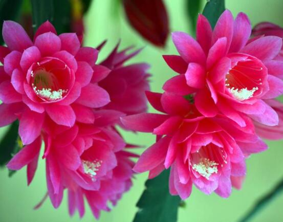 哪種仙人球開花最漂亮，令箭荷花欣賞價值最高