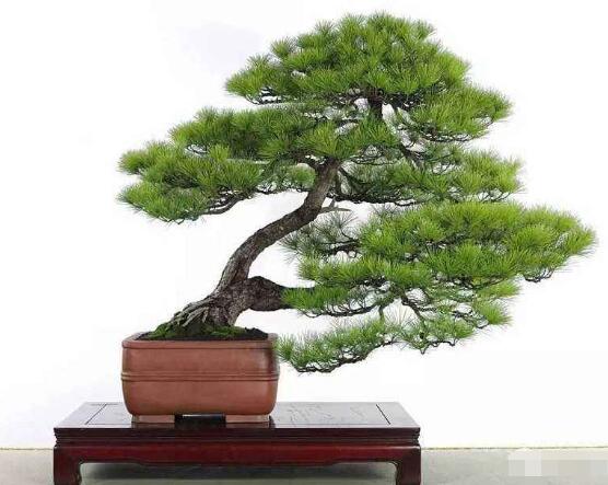 羅漢松盆景制作方法，教你五個基本步驟便可開枝散葉