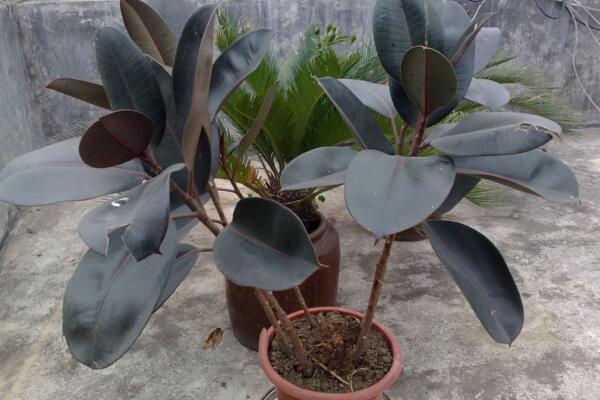 橡皮樹的養(yǎng)殖方法，保證植株生長的5大要點