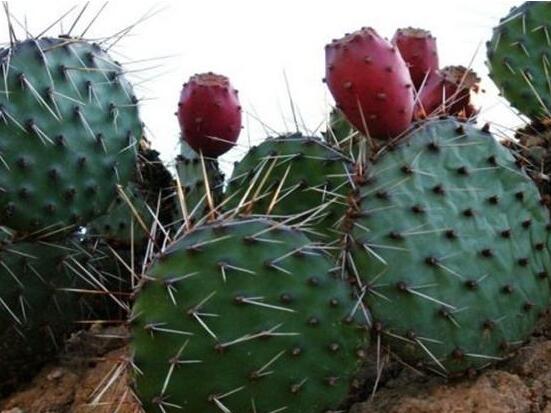 仙人掌的繁殖方法，扦插繁殖簡單/存活率高(合適推薦)