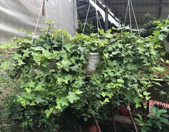 常春藤有什么風(fēng)水作用，常春藤的功效與作用