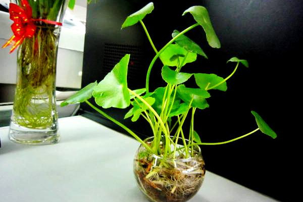 水培銅錢草的養(yǎng)殖方法和注意事項(xiàng)，確保水質(zhì)干凈清潔