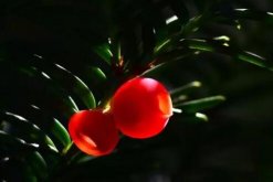 紅豆杉有哪些品種，中國就有6個品種