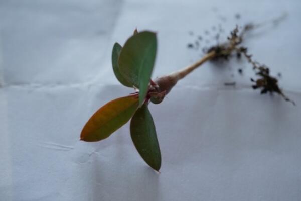 虎刺梅扦插方法配圖，早春時期最適合扦插