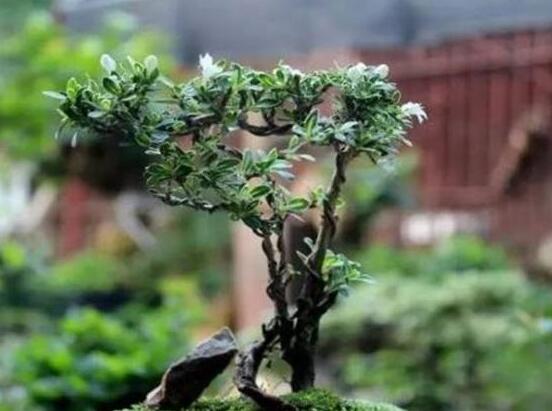 六月雪不發(fā)芽怎么辦，教你三種最直觀解決辦法