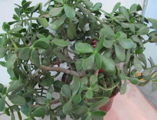 玉樹和燕子掌的區(qū)別，教你兩種最簡單區(qū)別方法(屬性/形態(tài))