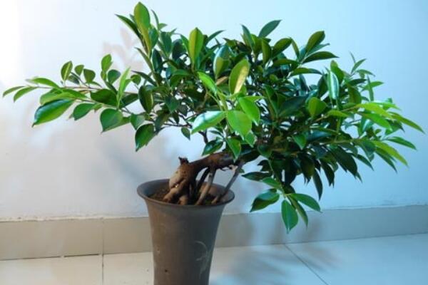 平安樹(shù)需要剪枝嗎，建議在春季進(jìn)行修剪