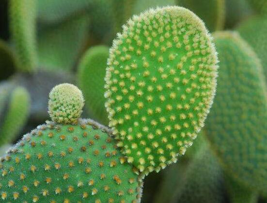 仙人掌的用途與價(jià)值，清熱解毒、消炎解暑、開(kāi)胃健脾、清咽潤(rùn)肺