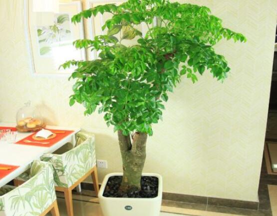 幸福樹病蟲害，盤點(diǎn)最常見的四種病蟲害防治大全