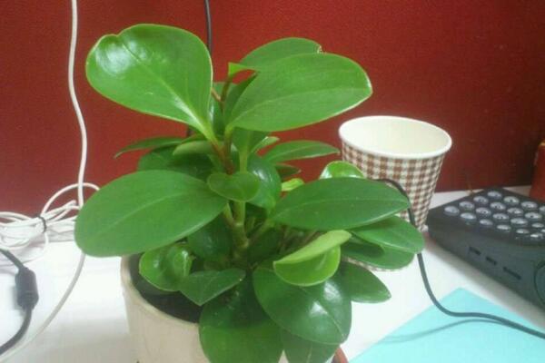 燕子掌移栽要澆水嗎，根據(jù)土壤的干濕度判斷是否要澆水