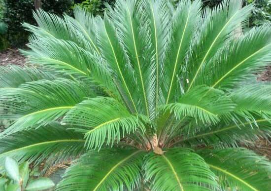 鐵樹葉有什么藥用功效，鐵樹葉的功效與作用