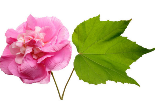 芙蓉花葉子沒(méi)了咋回事