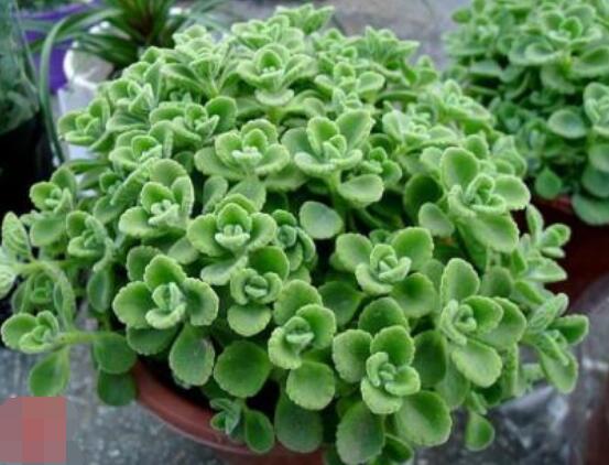 碰碰香為什么一碰就香，其原理主要為葉枕澎壓作用