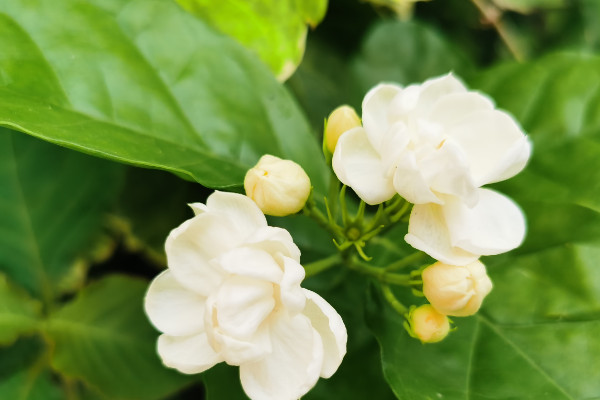 茉莉花的養(yǎng)護(hù)注意事項(xiàng)