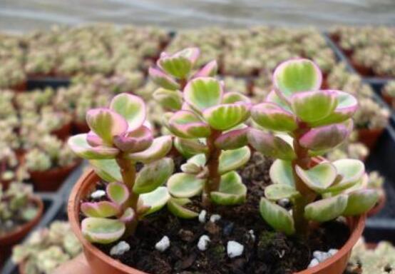 雅樂(lè)之舞適合什么花盆，陶盆、紫砂盆、泥瓦盆最為合適