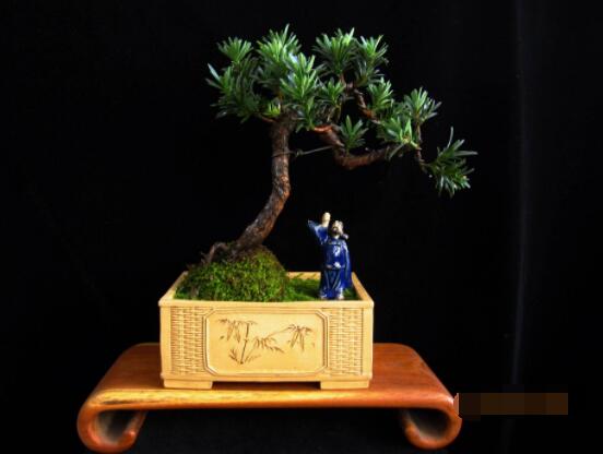 羅漢松盆景施肥，做好以有機(jī)液肥、稀薄的餅肥水為主