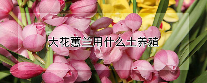 大花蕙蘭用什么土養(yǎng)殖