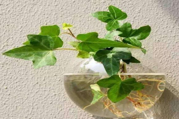 水培的常春藤怎么養(yǎng)生根快，常春藤水培生根秘訣