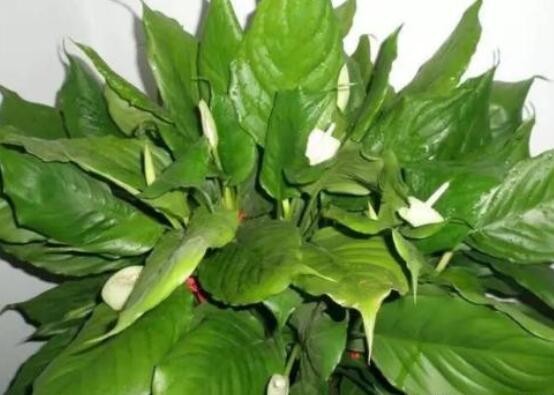 萬年青的象征意義，象征著健康長壽，福如東海