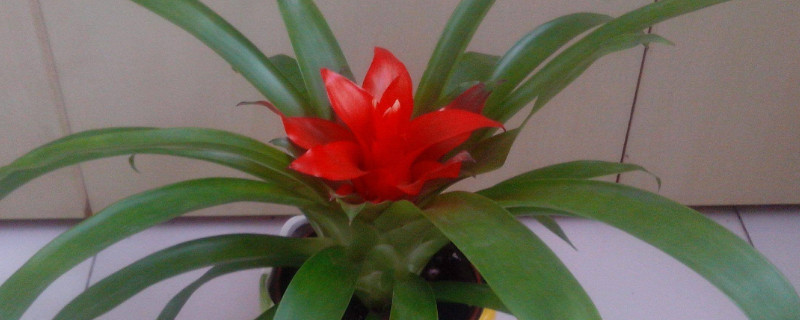 鴻運(yùn)當(dāng)頭一般能活多久