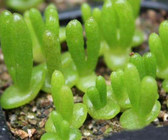 多肉碧光環(huán)種子種植，老農(nóng)總結(jié)最簡(jiǎn)單易學(xué)六點(diǎn)基本步驟