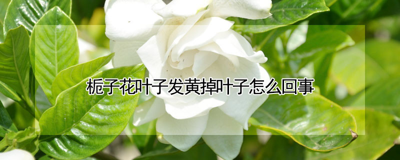 梔子花葉子發(fā)黃掉葉子怎么回事