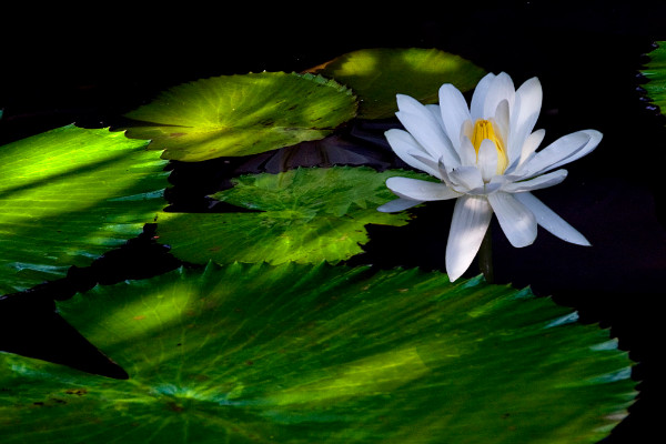荷花有沒(méi)有根