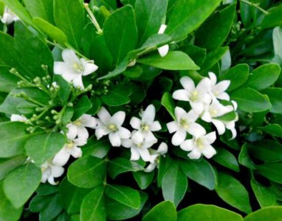 七里香和九里香的區(qū)別，教你三種區(qū)別方法(形態(tài)/生長/作用)